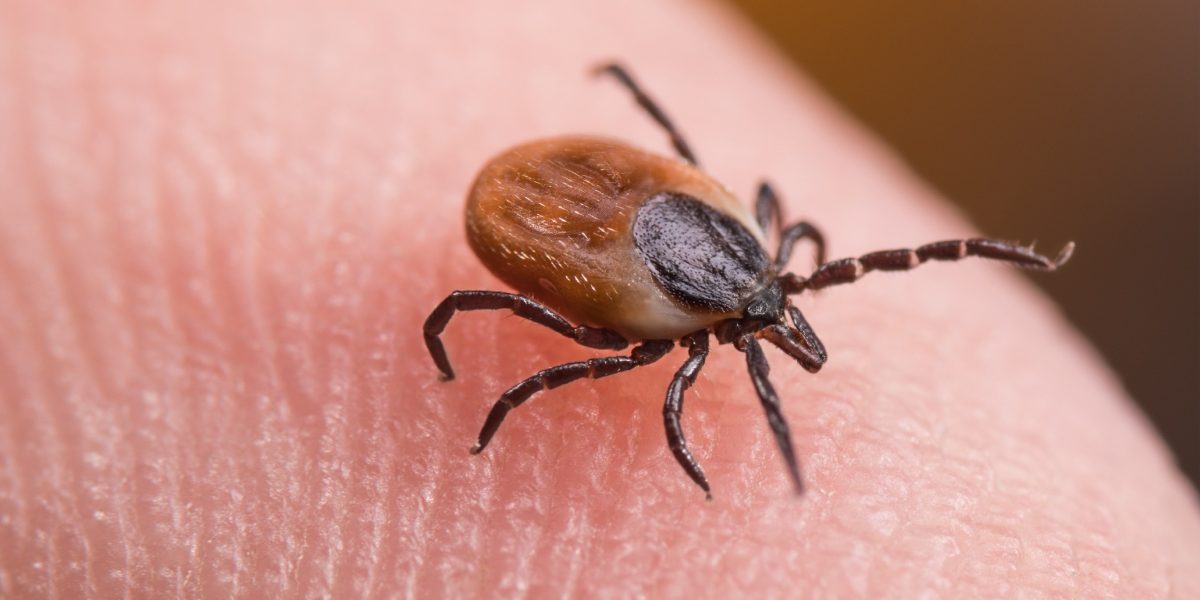 Noua-arma-impotriva-capuselor-Ce-au-descoperit-oamenii-de-stiinta-francezi.jpg - StiriAlese