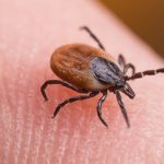 Noua-arma-impotriva-capuselor-Ce-au-descoperit-oamenii-de-stiinta-francezi.jpg - StiriAlese