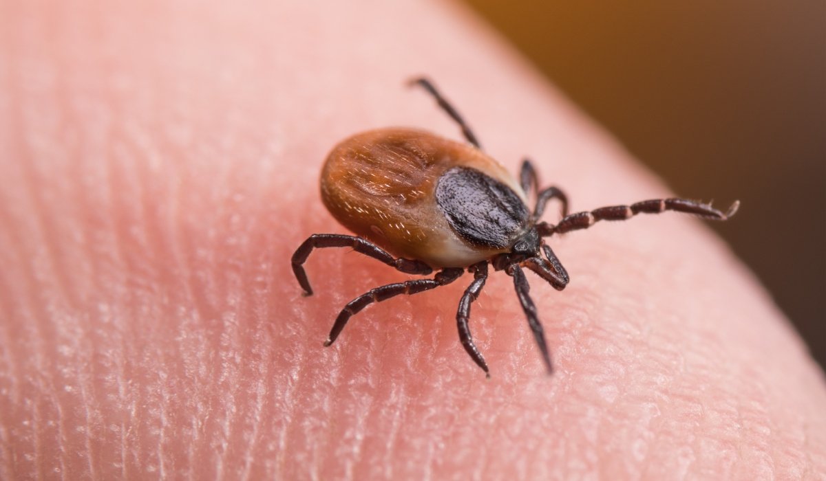 Cercetătorii francezi au descoperit un mecanism esențial prin care căpușele transmit boli periculoase, oferindu-ne o nouă perspectivă asupra combaterii acestor vectori și reducând riscul infectărilor