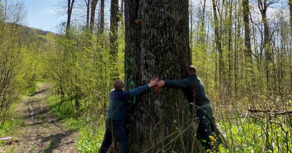 Diana Buzoianu salvează copacii seculari de lângă Iași: „Biodiversitatea, prioritate!”
