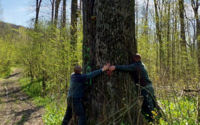 Diana Buzoianu salvează copacii seculari de lângă Iași: „Biodiversitatea, prioritate!”