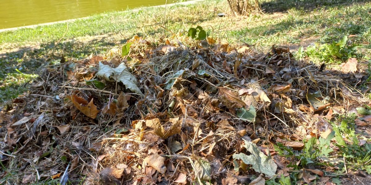 Parcul-Cismigiu-7.jpeg - StiriAlese