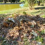 Parcul-Cismigiu-7.jpeg - StiriAlese