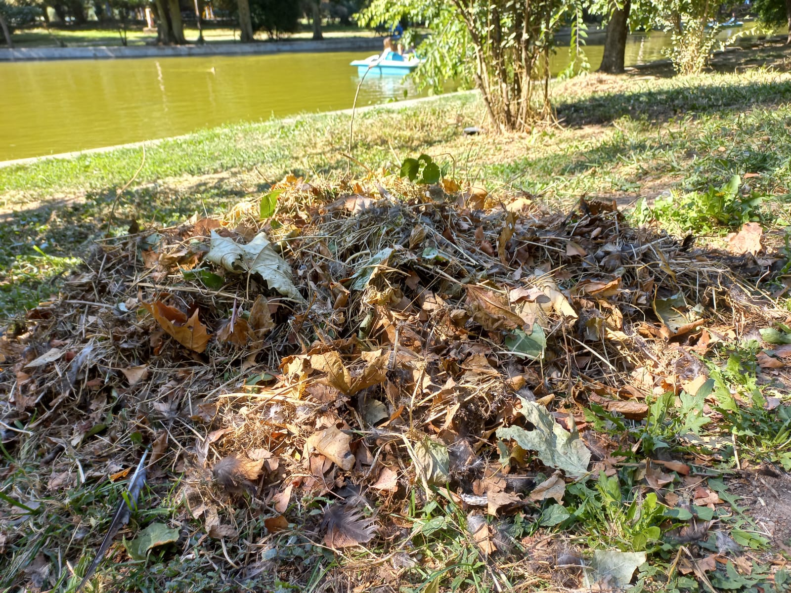 Poliţiştii locali au aplicat o amendă de 70.000 de lei unei clinici stomatologice din București, acuzată că a aruncat deșeuri medicale în Parcul Cişmigiu, în cursul nopții