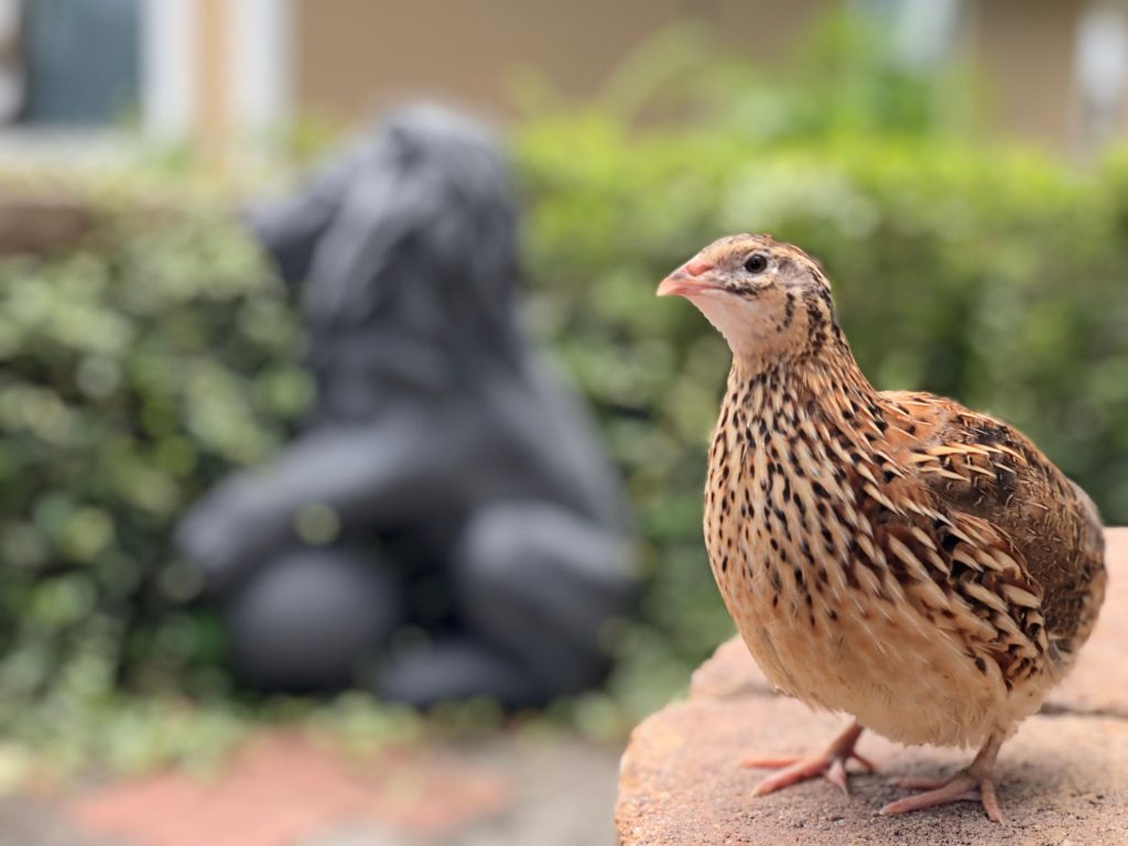 Păsările epuizate: Cum afectează creșterea puilor resursele lor