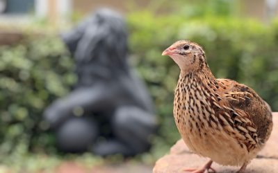 Păsările epuizate: Cum afectează creșterea puilor resursele lor