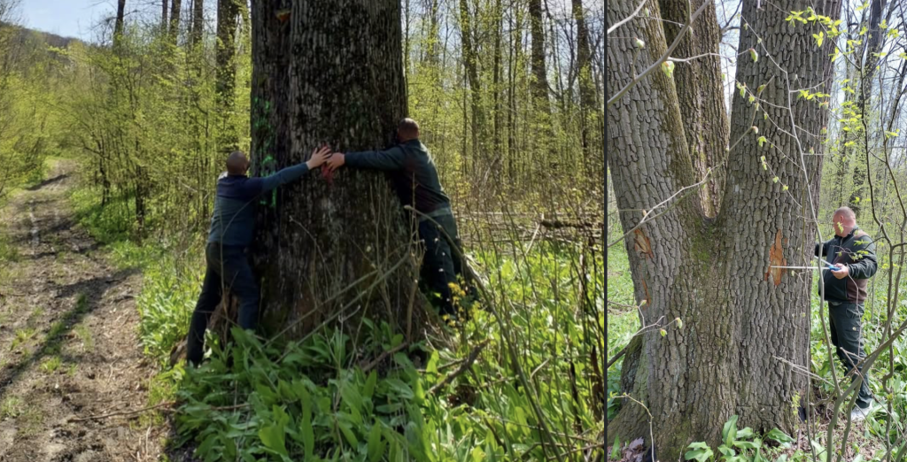 Iași: Arborii seculari, salvați de la tăiere. Ministrul Mediului, decizie istorică