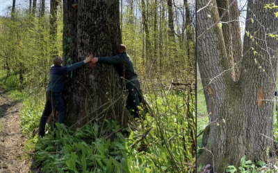 Iași: Arborii seculari, salvați de la tăiere. Ministrul Mediului, decizie istorică