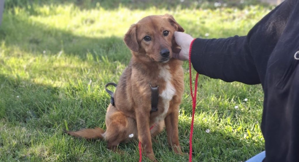 Ilfov: Sterilizări GRATUITE pentru câini. În ce localități se fac?