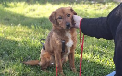 Ilfov: Sterilizări GRATUITE pentru câini. În ce localități se fac?