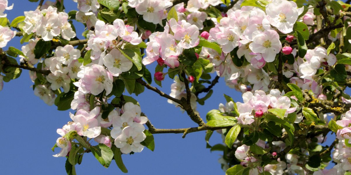 Cum va fi vremea de Paște. ANM a publicat prognoza meteo pe regiuni