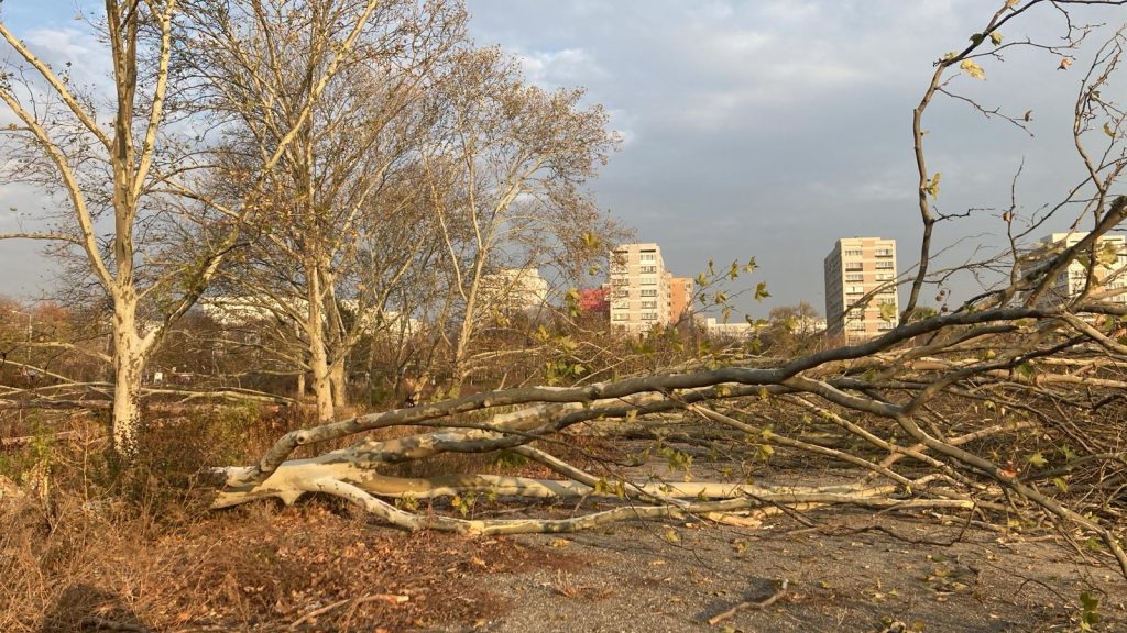 Buzoianu, măsuri DRACONICE: se înăsprește legea pentru tăierile ilegale de arbori