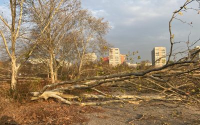 Buzoianu, măsuri DRACONICE: se înăsprește legea pentru tăierile ilegale de arbori