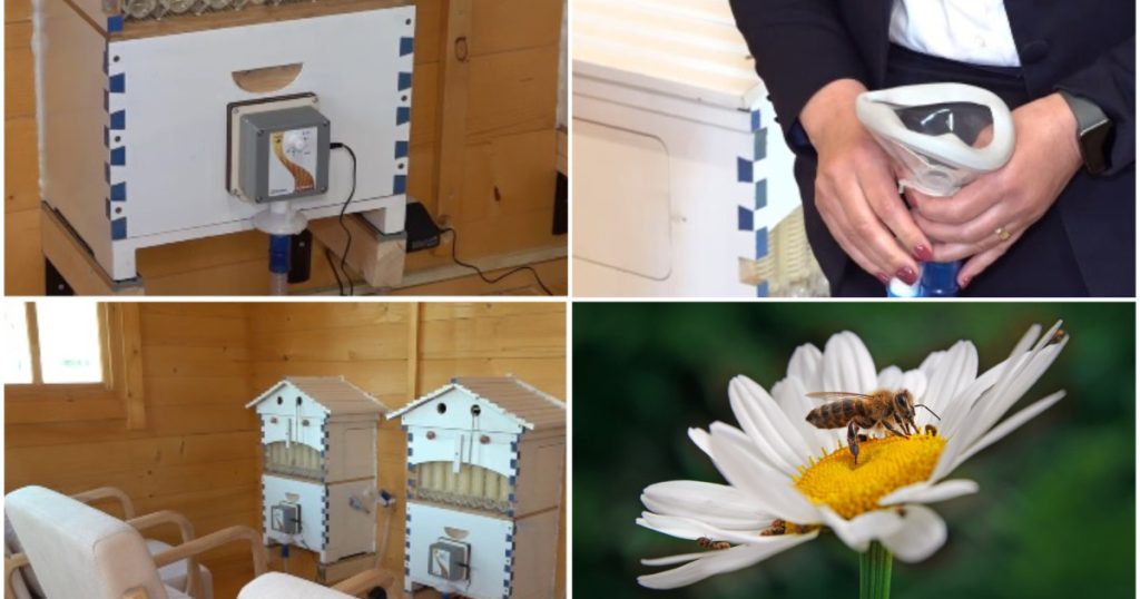 Apiterapia renășște: Județe din România unde te vindeci cu aer de stup