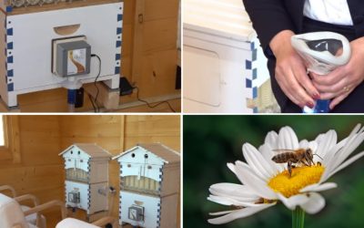 Apiterapia renășște: Județe din România unde te vindeci cu aer de stup