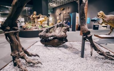 Micou record din Cretacic: Un ou de dinozaur, cel mai mic din lume, intră în Guinness