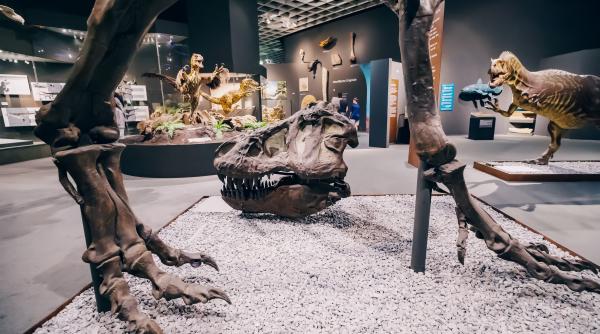 Micou record din Cretacic: Un ou de dinozaur, cel mai mic din lume, intră în Guinness