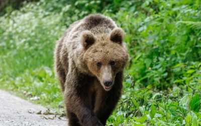 Urs împușcat ilegal la Brașov: Criminalii aveau termoviziune, doi bărbați reținuți