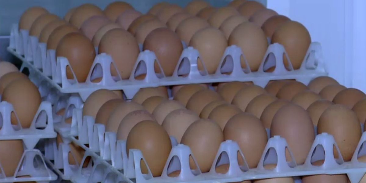 Ouă infestate cu Salmonella, retrase de la vânzare: pericol înainte de sărbători