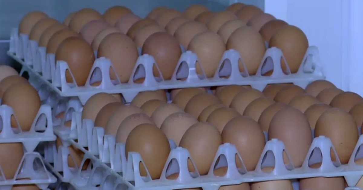 Ouă infestate cu Salmonella, retrase de la vânzare: pericol înainte de sărbători