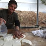 Halloumi în pericol: Fermierii ciprioți se luptă cu o boală mortală. Soluția, la turci