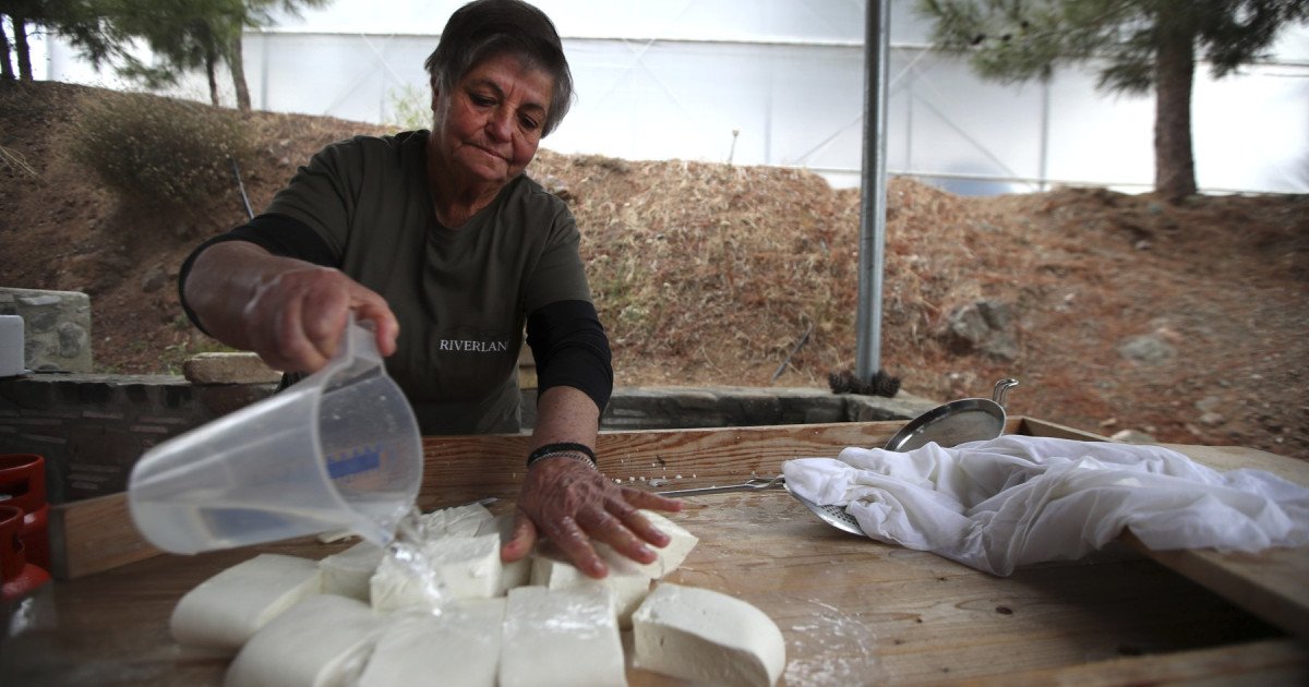 Halloumi în pericol: Fermierii ciprioți se luptă cu o boală mortală. Soluția, la turci