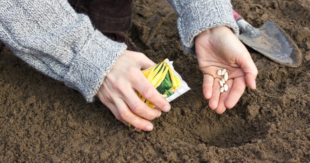 România, grânarul lumii? Secretul țării care produce tot ce mănâncă