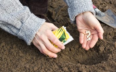 România, grânarul lumii? Secretul țării care produce tot ce mănâncă