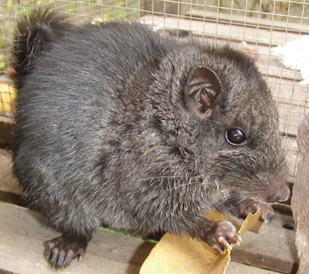 Rozătoare „dispărute” acum 11 milioane de ani: le-au găsit Vii în junglă