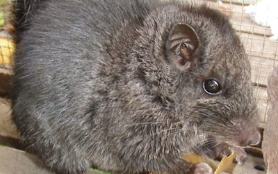 Rozătoare „dispărute” acum 11 milioane de ani: le-au găsit Vii în junglă