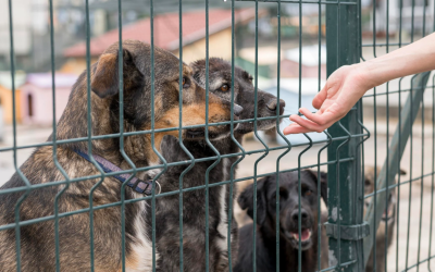 Adopții la Circul Metropolitan București: Două târguri în această lună