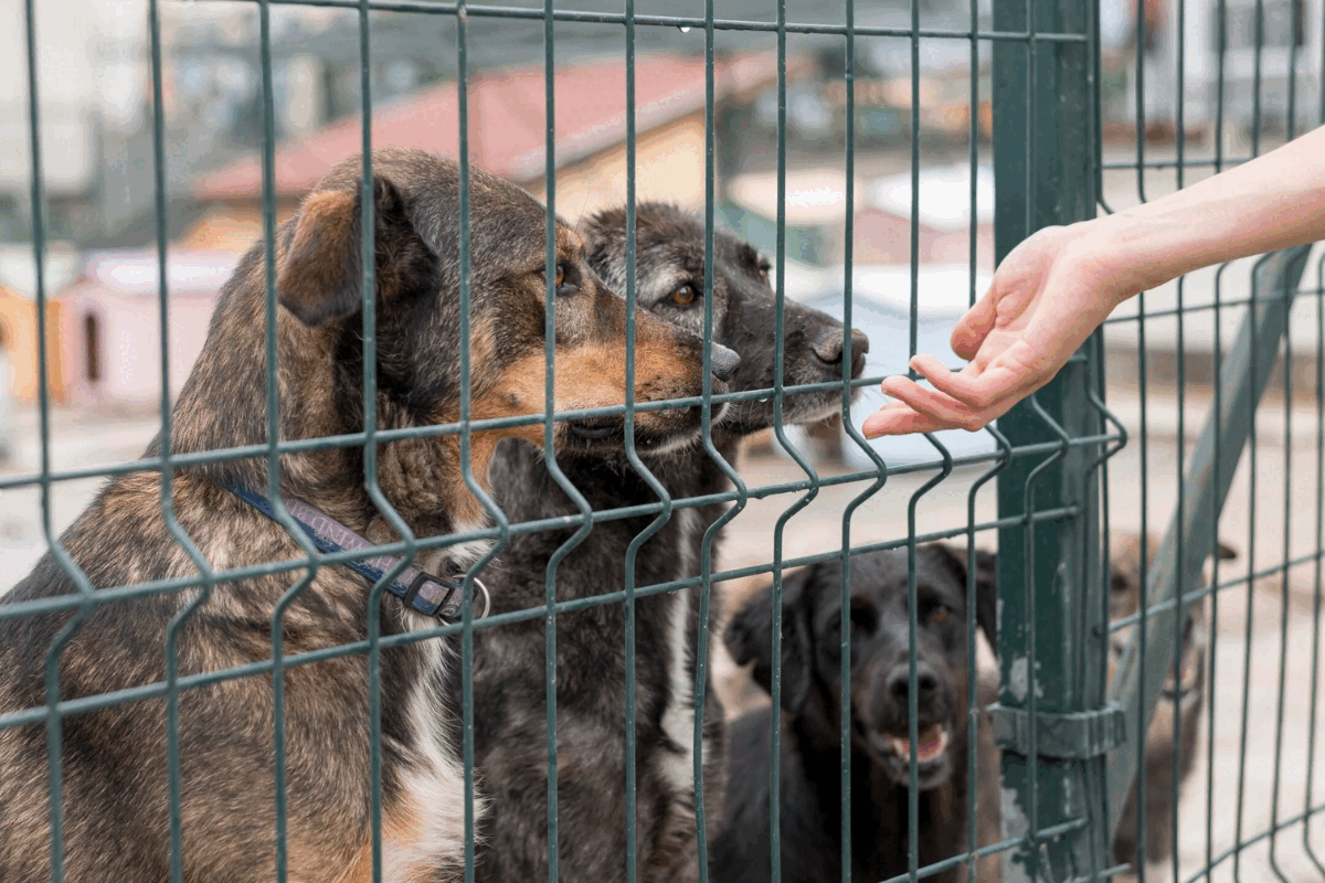 Adopții la Circul Metropolitan București: Două târguri în această lună