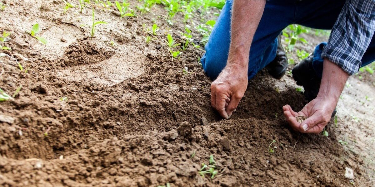 agricultura-fermier-teren-agricol-recolta-foto-pexels-binyamin-mellish-e1669273801286.jpg - StiriAlese