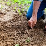 agricultura-fermier-teren-agricol-recolta-foto-pexels-binyamin-mellish-e1669273801286.jpg - StiriAlese