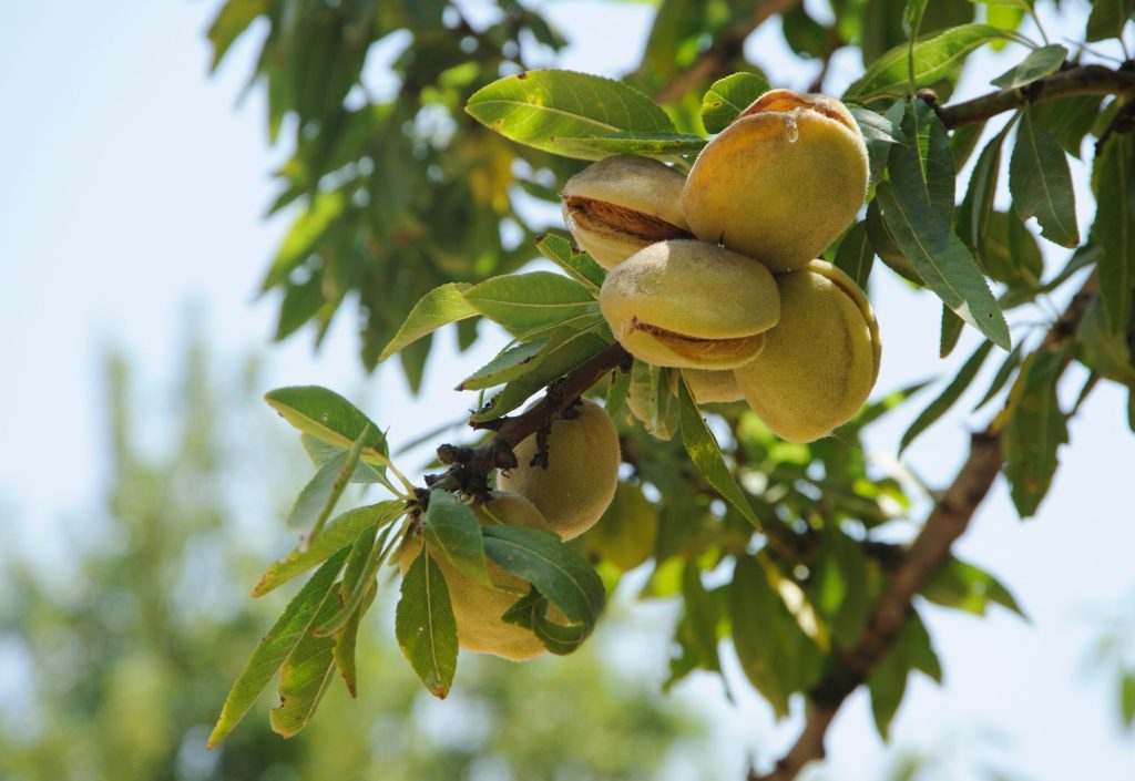 7 alimente esențiale pe care trebuie să le consumi azi