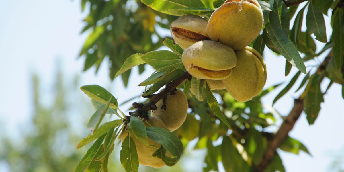 7 alimente esențiale pe care trebuie să le consumi azi