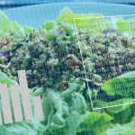 De la bebeluș la senior: Cum se schimbă alimentația, pas cu pas