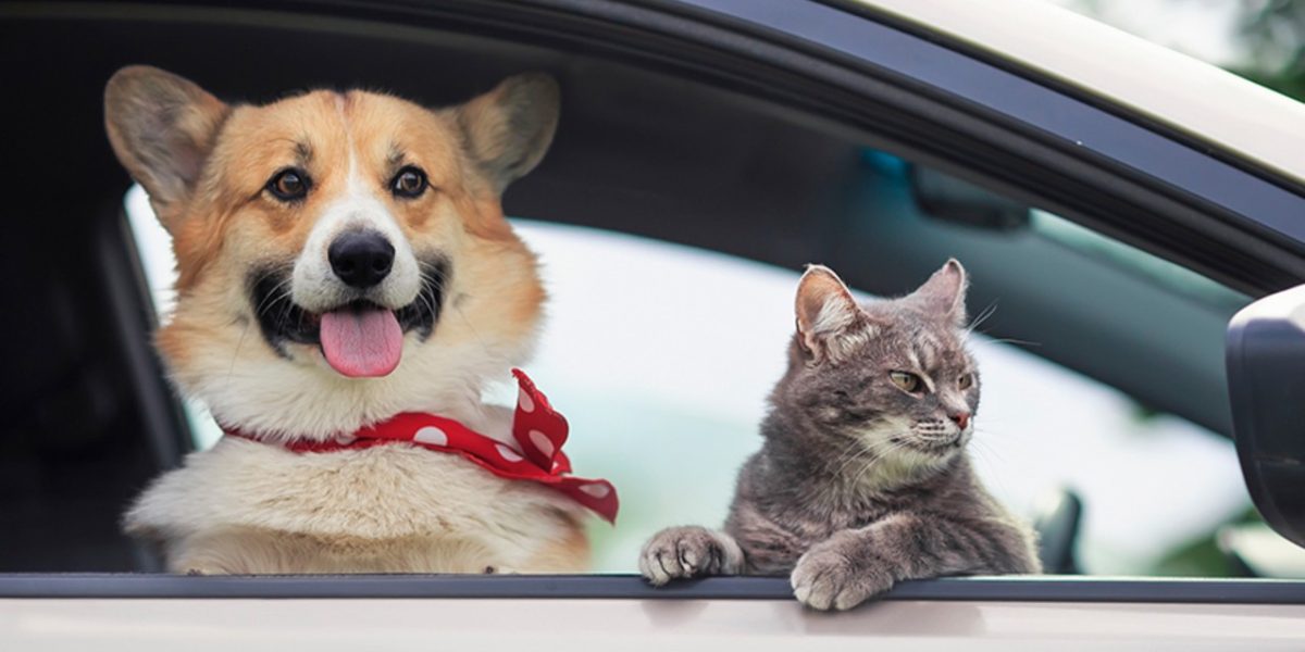 Amenda DRASTICĂ pentru șoferii din România: Câinele pe scaunul din față, COSTĂ!