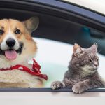 Amenda DRASTICĂ pentru șoferii din România: Câinele pe scaunul din față, COSTĂ!