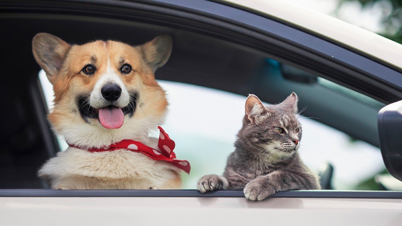 Amenda DRASTICĂ pentru șoferii din România: Câinele pe scaunul din față, COSTĂ!