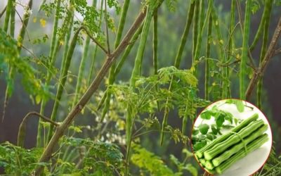 Soluții naturale vs. chimice: Revoluție pe piață sau o simplă modă