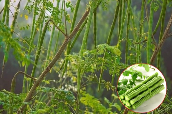 Soluții naturale vs. chimice: Revoluție pe piață sau o simplă modă