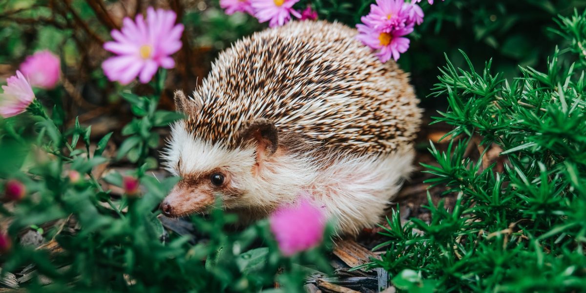 De ce ariciul e mai prețios decât credeai: rolul-cheie în natură