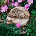 De ce ariciul e mai prețios decât credeai: rolul-cheie în natură