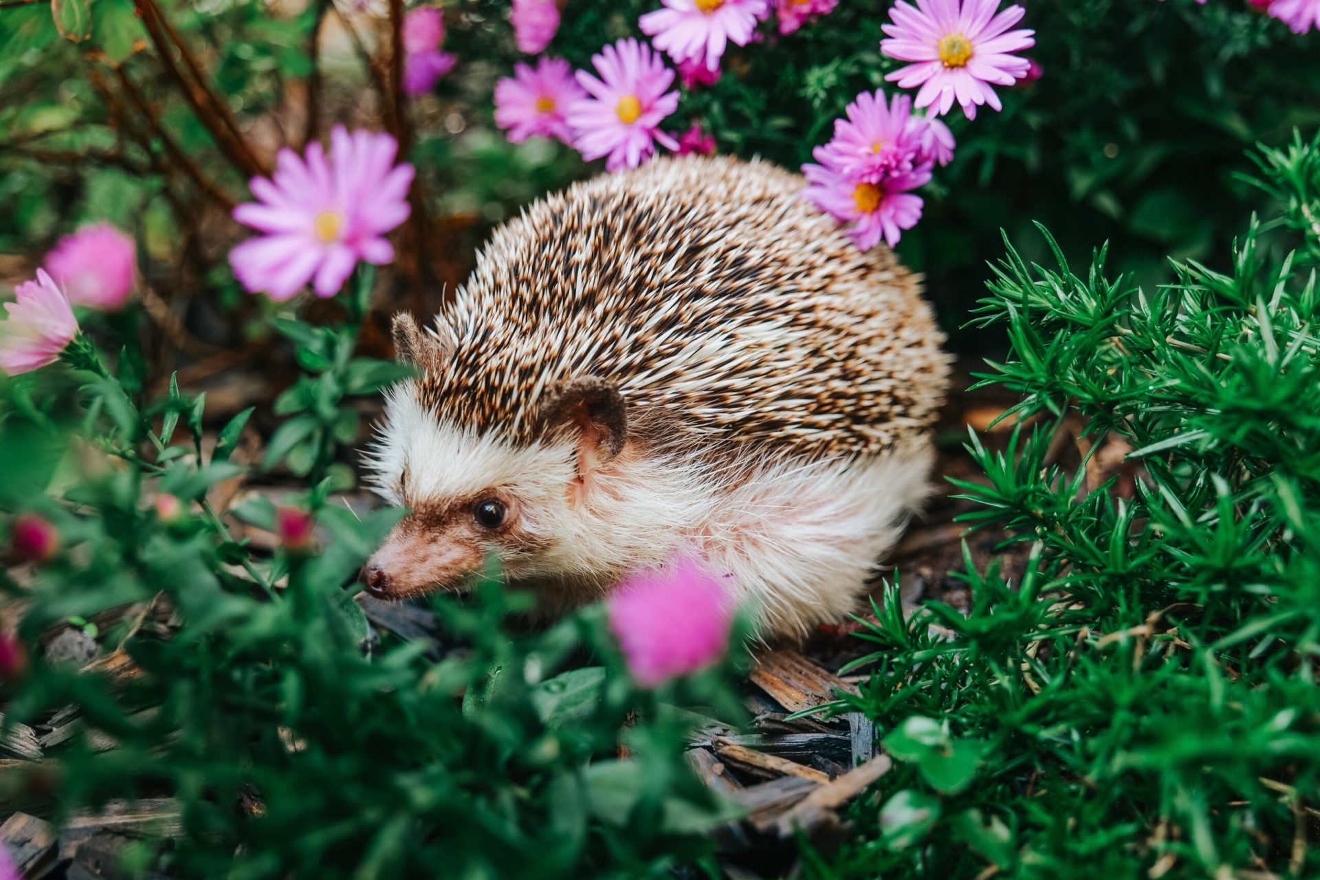 Discretul arici, un aliat de nădejde al grădinii, se confruntă cu o scădere alarmantă a populației Ariciul, un mic mamifer nocturn și discret, este un muncitor neobosit în grădina noastră, erbicidând natural și eficient