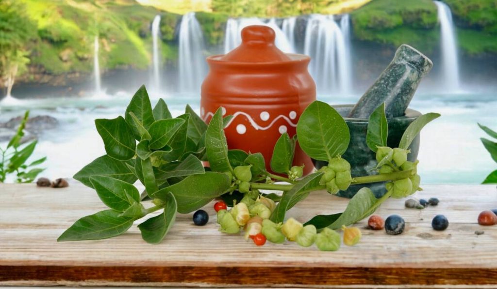 O plantă de secole folosită în medicina Ayurveda devine tot mai populară și în România, datorită proprietăților sale de a ajuta organismul în gestionarea stresului, oboselii și anxietății