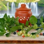 ashwagandha.jpg - StiriAlese