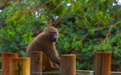 Maimuță hoață în bucătărie: Reacția incredibilă a unei femei din România