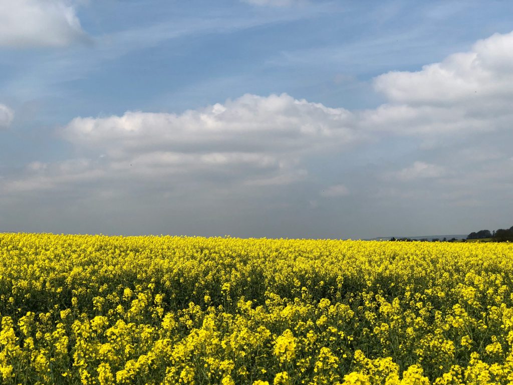 România domină exporturile de rapiță: Germania depinde de fermieri