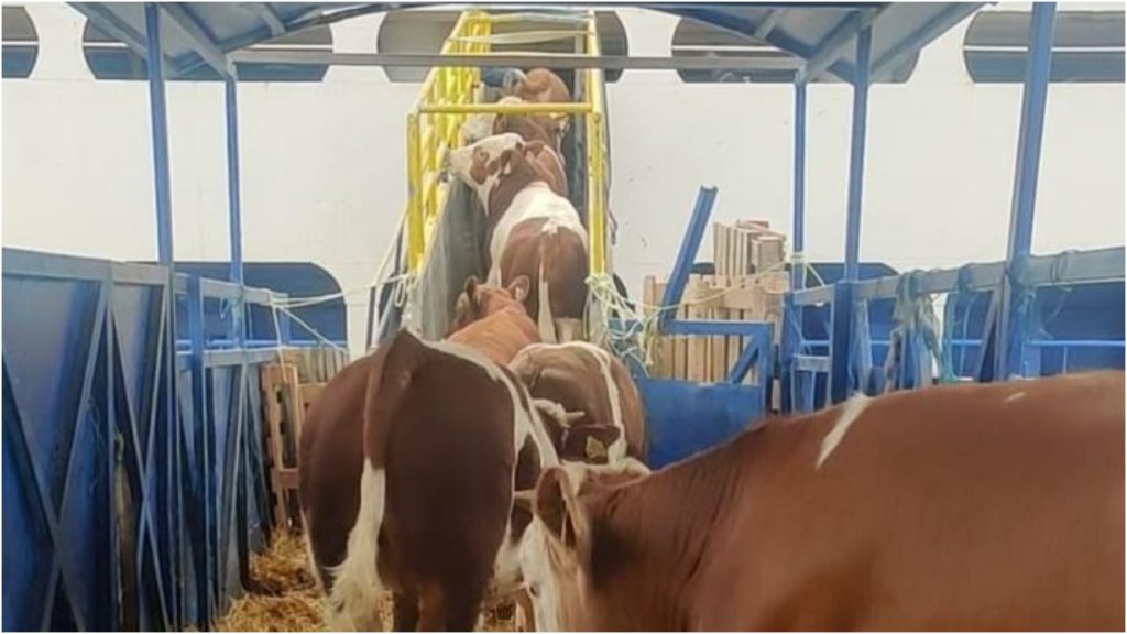 Livrarile cresc înainte de Kurban Bayram, cu ce se umplu magazinele